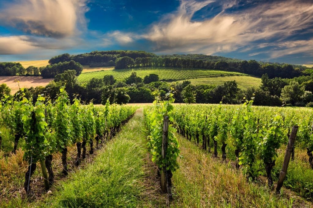 Beautiful vineyard at sunset. Travel around France, Bordeaux